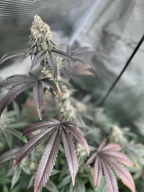 SinMint Cookies- Fall Photos. Week 17