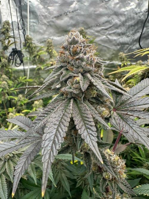 SinMint Cookies- Fall Photos. Week 17