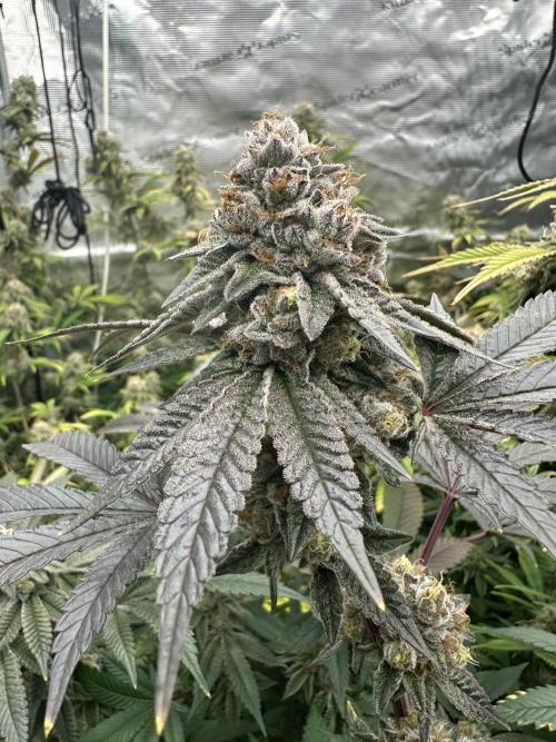 SinMint Cookies- Fall Photos. Week 17