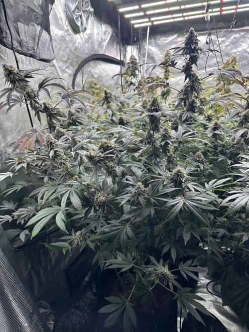 SinMint Cookies- Fall Photos. Week 17