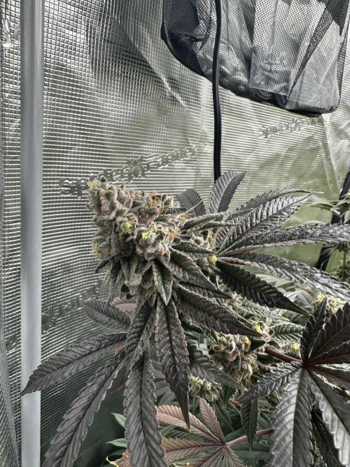 SinMint Cookies- Fall Photos. Week 17