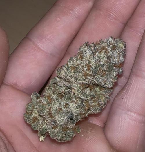 Double Cherry Pie R1- Fall Photos. Week 17