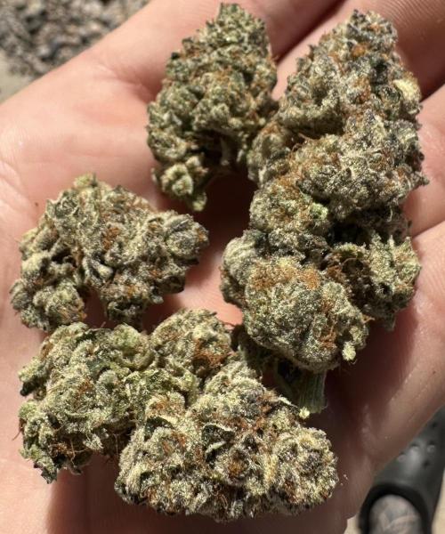 Double Cherry Pie R1- Fall Photos. Week 17