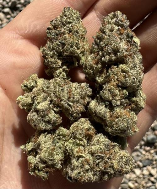 Double Cherry Pie R1- Fall Photos. Week 17