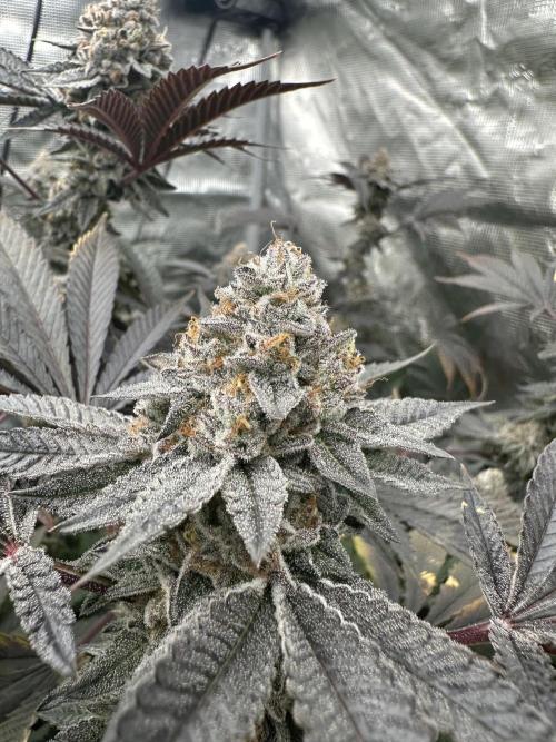 ETHOS Genetics - Double Cherry Pie R1 door InsideAz