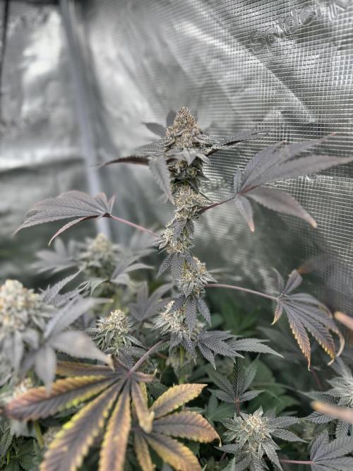 Double Cherry Pie R1- Fall Photos. Week 17