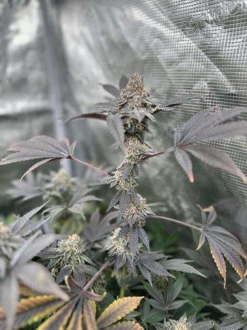 Double Cherry Pie R1- Fall Photos. Week 17