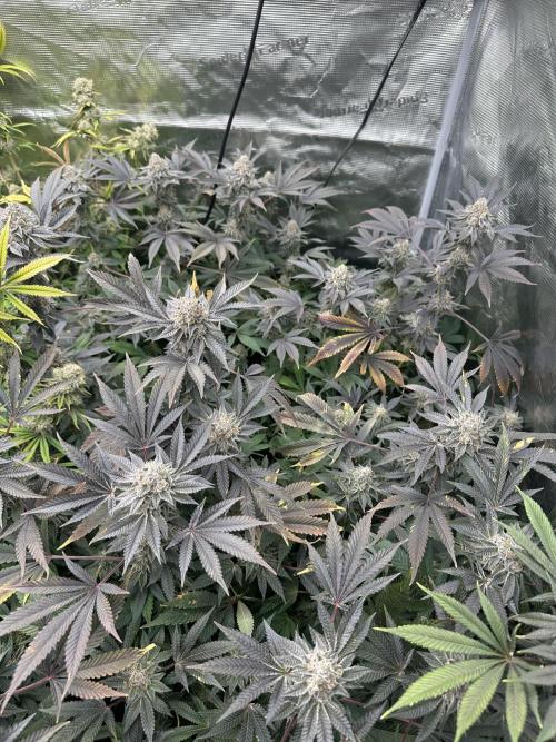 Double Cherry Pie R1- Fall Photos. Week 17