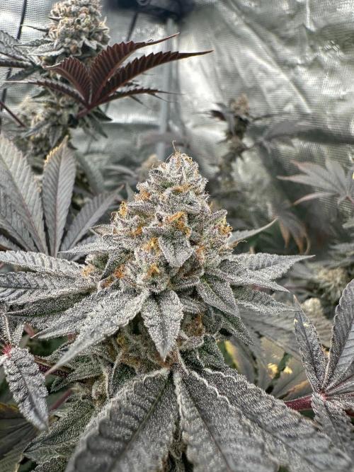 Double Cherry Pie R1- Fall Photos. Week 17
