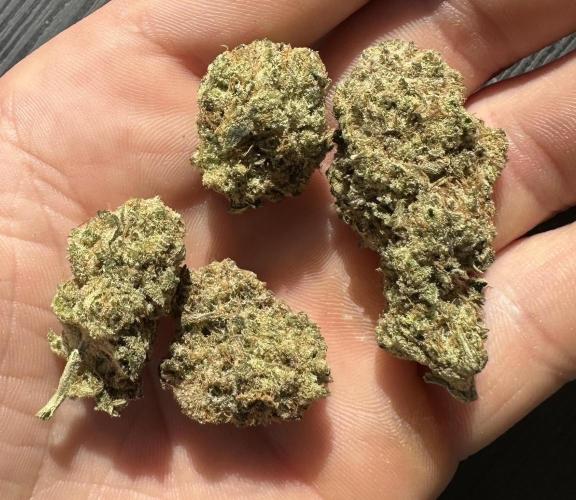 BananaCane- Fall Photos. Week 17