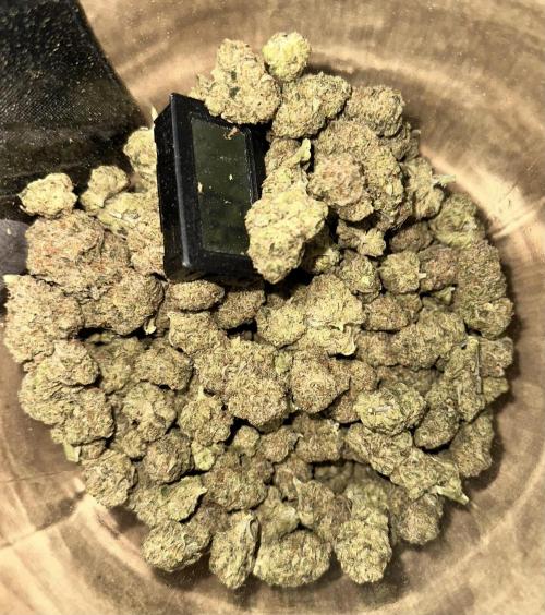 BananaCane- Fall Photos. Week 17