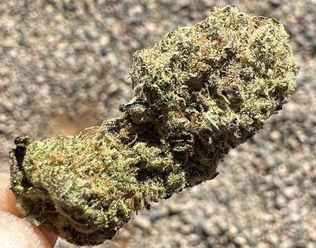 BananaCane- Fall Photos. Week 17