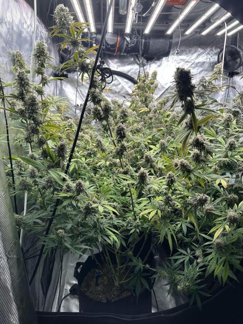 BananaCane- Fall Photos. Week 17