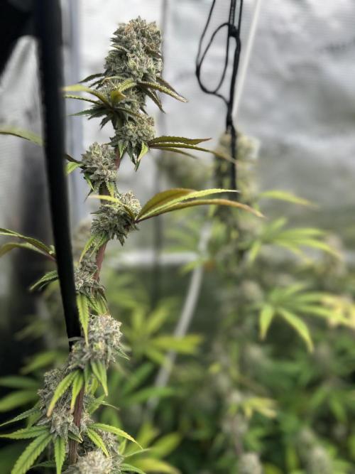 BananaCane- Fall Photos. Week 17