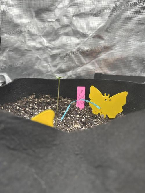 Spring 2026 Grow. Week 0
