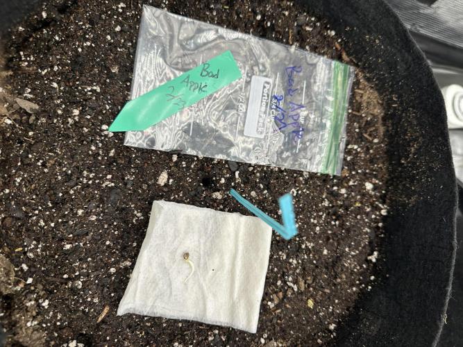 Spring 2026 Grow. Week 0