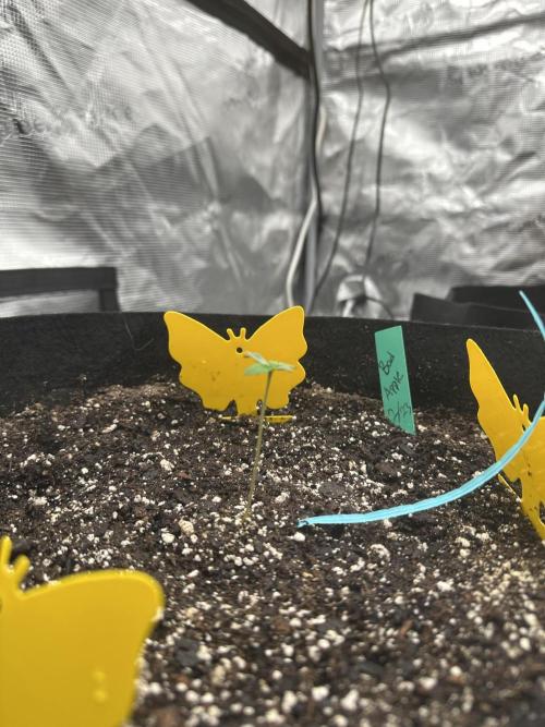 Spring 2026 Grow. Week 0
