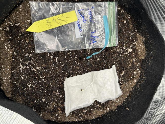Spring 2026 Grow. Week 0