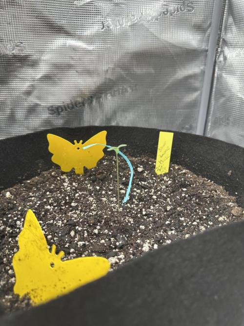 Spring 2026 Grow. Week 0