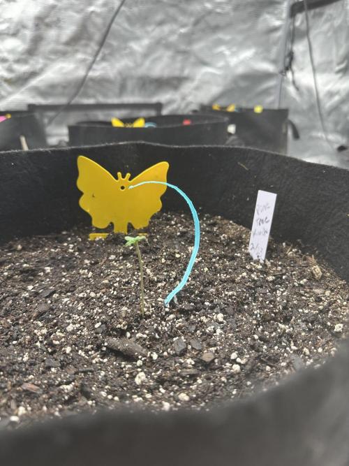 Spring 2026 Grow. Week 0