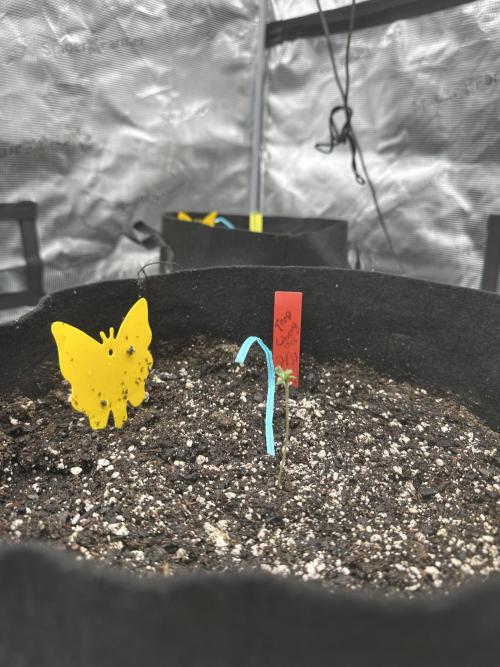 Spring 2026 Grow. Week 0
