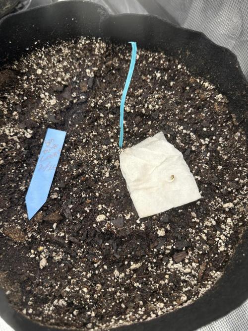 Spring 2026 Grow. Week 0