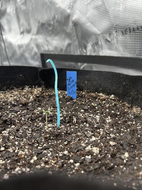 Spring 2026 Grow. Week 0