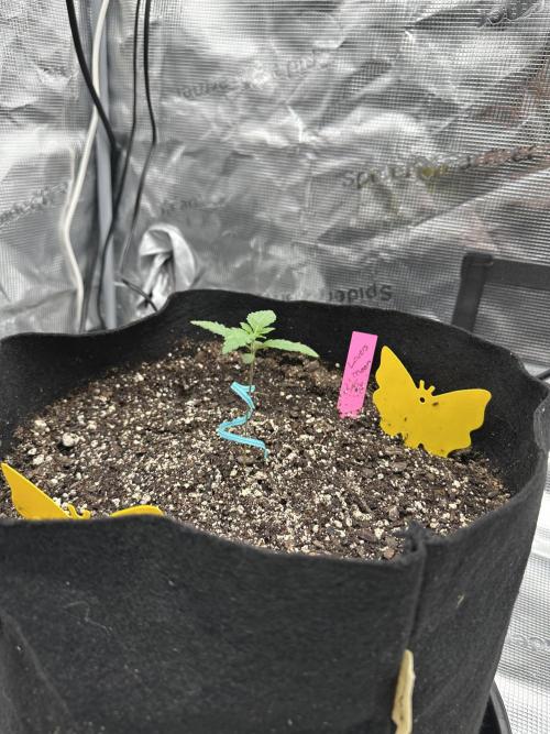 Spring 2026 Grow. Week 1 - Lovers moon
