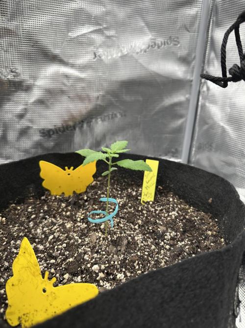 Spring 2026 Grow. Week 1 - Sour lime haze