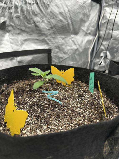 Spring 2026 Grow. Week 1 - Bad apple