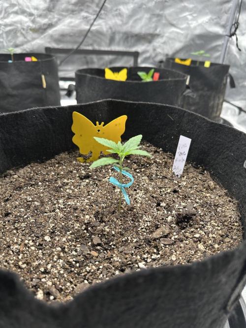 Spring 2026 Grow. Week 1 - Pine tree kush