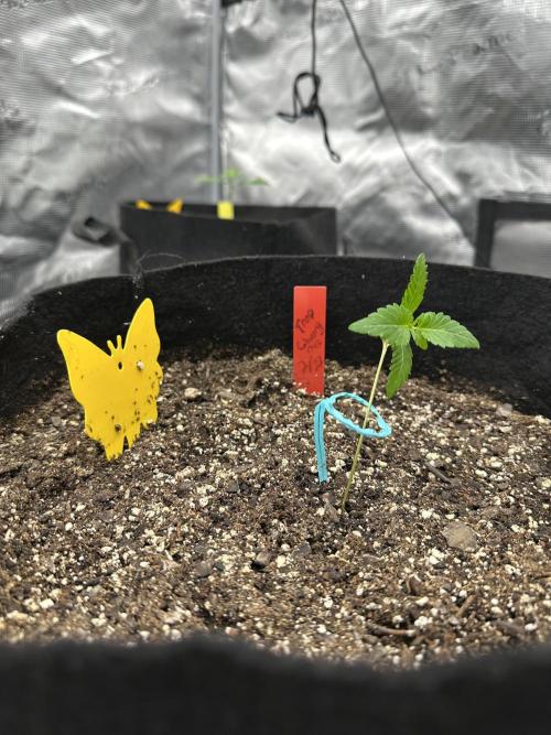 Spring 2026 Grow. Week 1 - Trop cherry r1