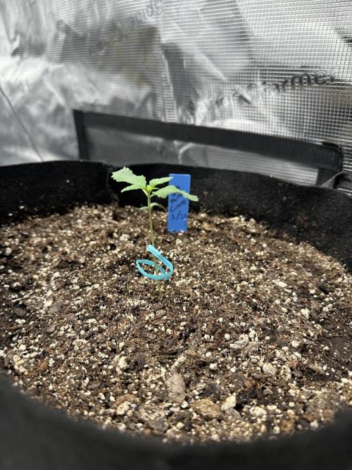 Spring 2026 Grow. Week 1 - Sinmint cookies