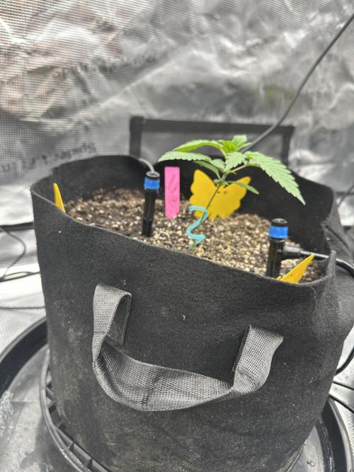 Spring 2026 Grow. Week 2