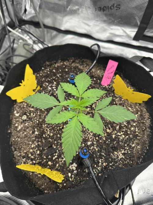 Spring 2026 Grow. Week 2
