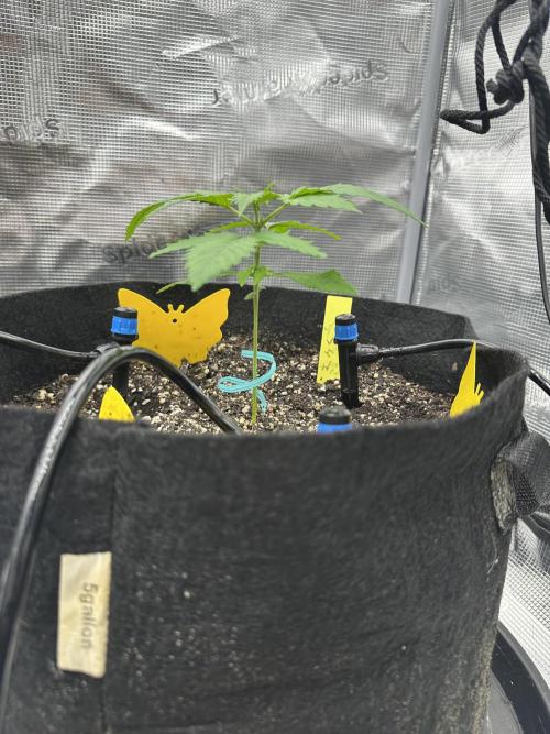 Spring 2026 Grow. Week 2