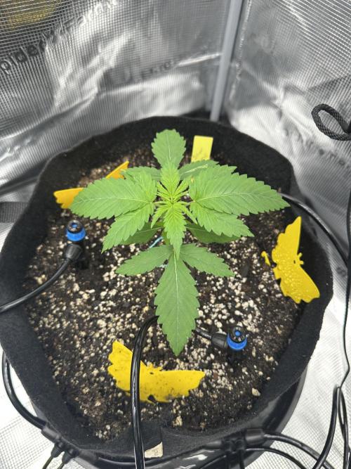 Spring 2026 Grow. Week 2