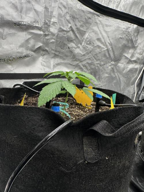 Spring 2026 Grow. Week 2
