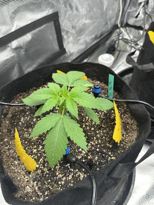 Spring 2026 Grow. Week 2