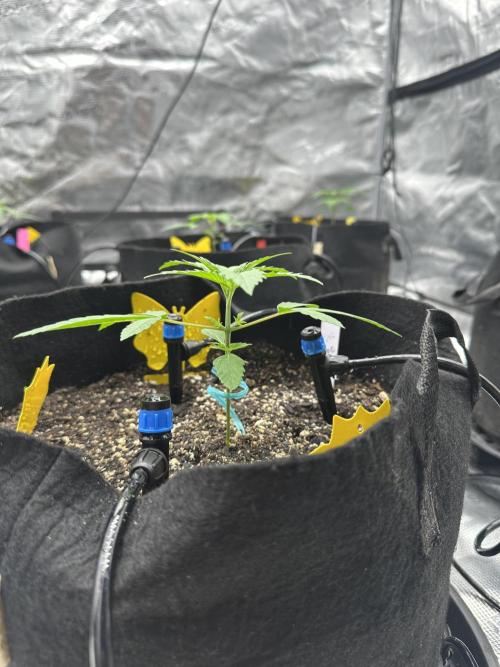 Spring 2026 Grow. Week 2