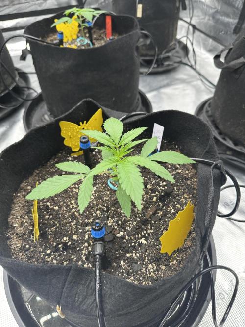Spring 2026 Grow. Week 2