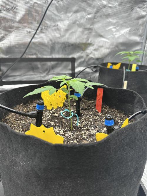 Spring 2026 Grow. Week 2
