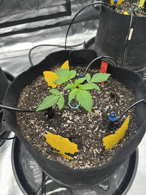 Spring 2026 Grow. Week 2