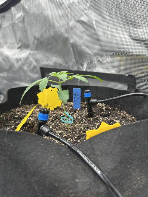 Spring 2026 Grow. Week 2