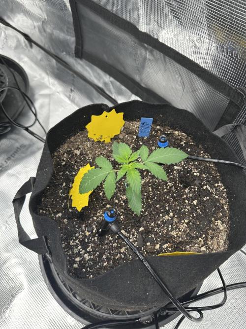 Spring 2026 Grow. Week 2