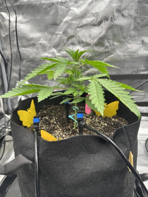 Spring 2026 Grow. Week 3