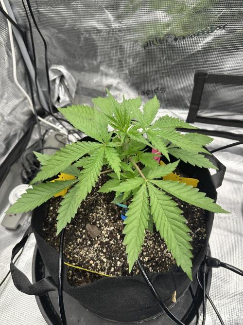 Spring 2026 Grow. Week 3