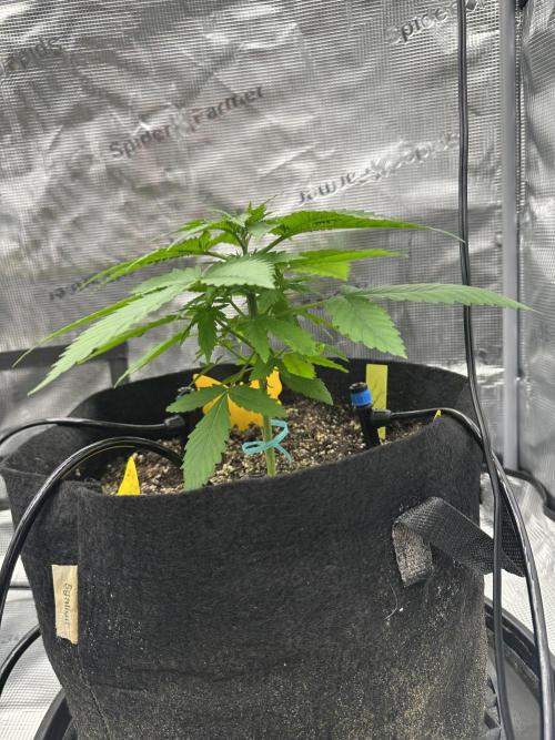Spring 2026 Grow. Week 3