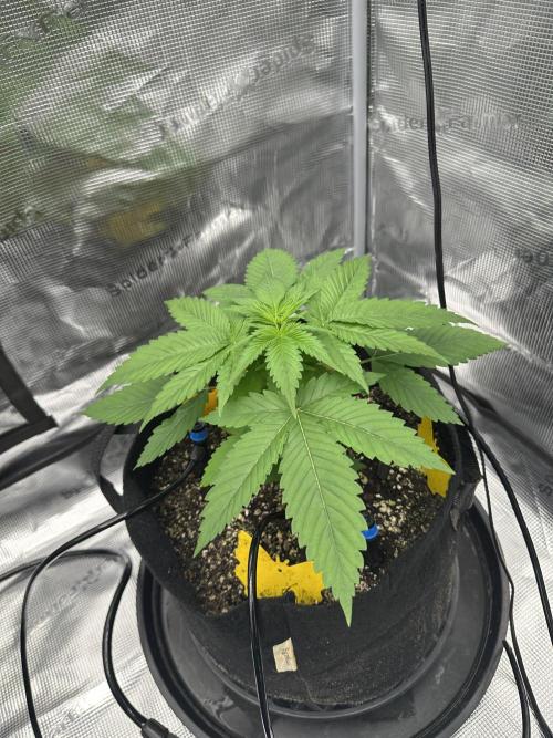 Spring 2026 Grow. Week 3