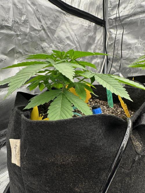 Spring 2026 Grow. Week 3
